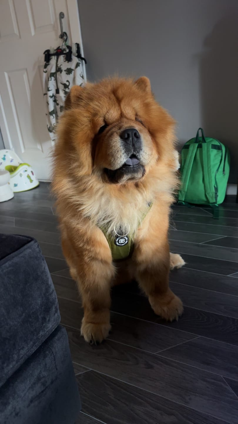 Customer photo review of Anti Pull Hurricane Harness Lighter | With Handle - Olive Green