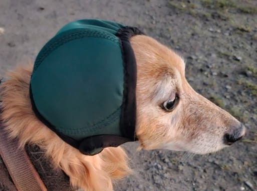 Customer photo review of Dog Anxiety Ear Cover
