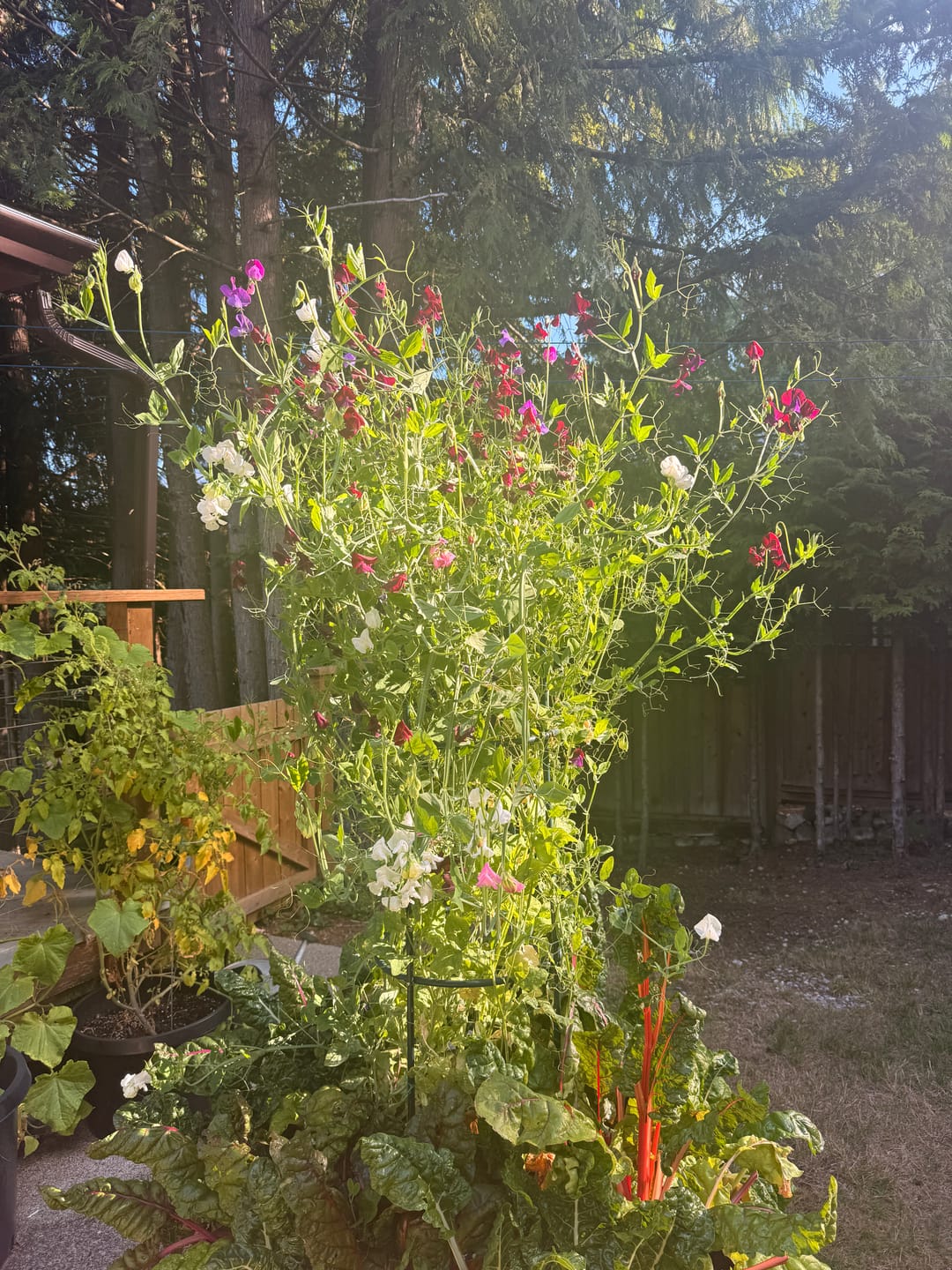 Customer photo review of 17” Tall Large Round