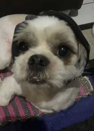 Customer photo review of Beruhigende Ohrenschützer für Hunde
