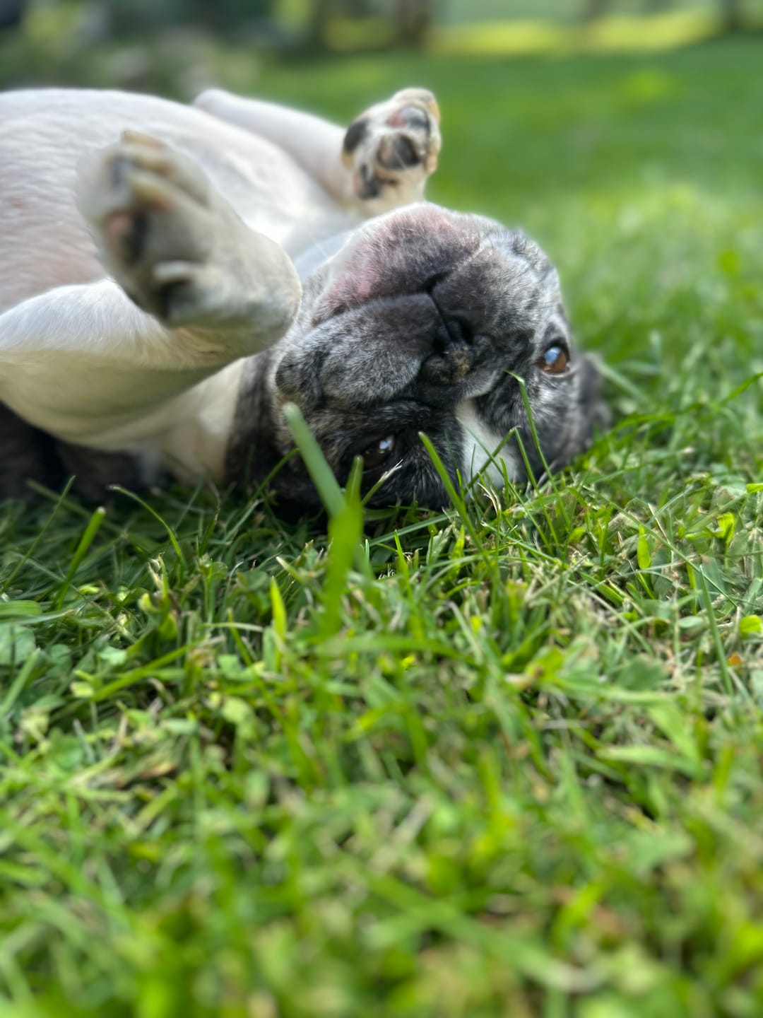 Customer photo review of OREL (Système respiratoire, système immunitaire) pour chiens et chats