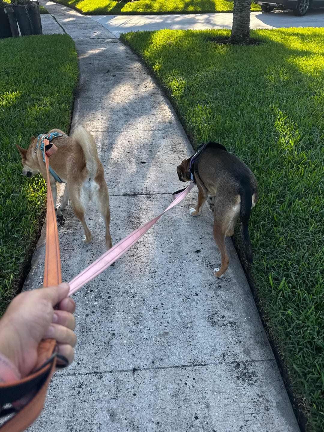 Customer photo review of Dogshood ™ No Pull Harness