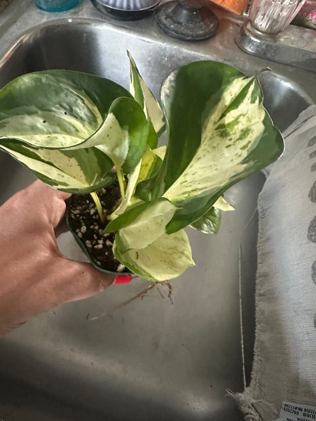 Customer photo review of Pothos Epipremnum aureum 'Manjula'