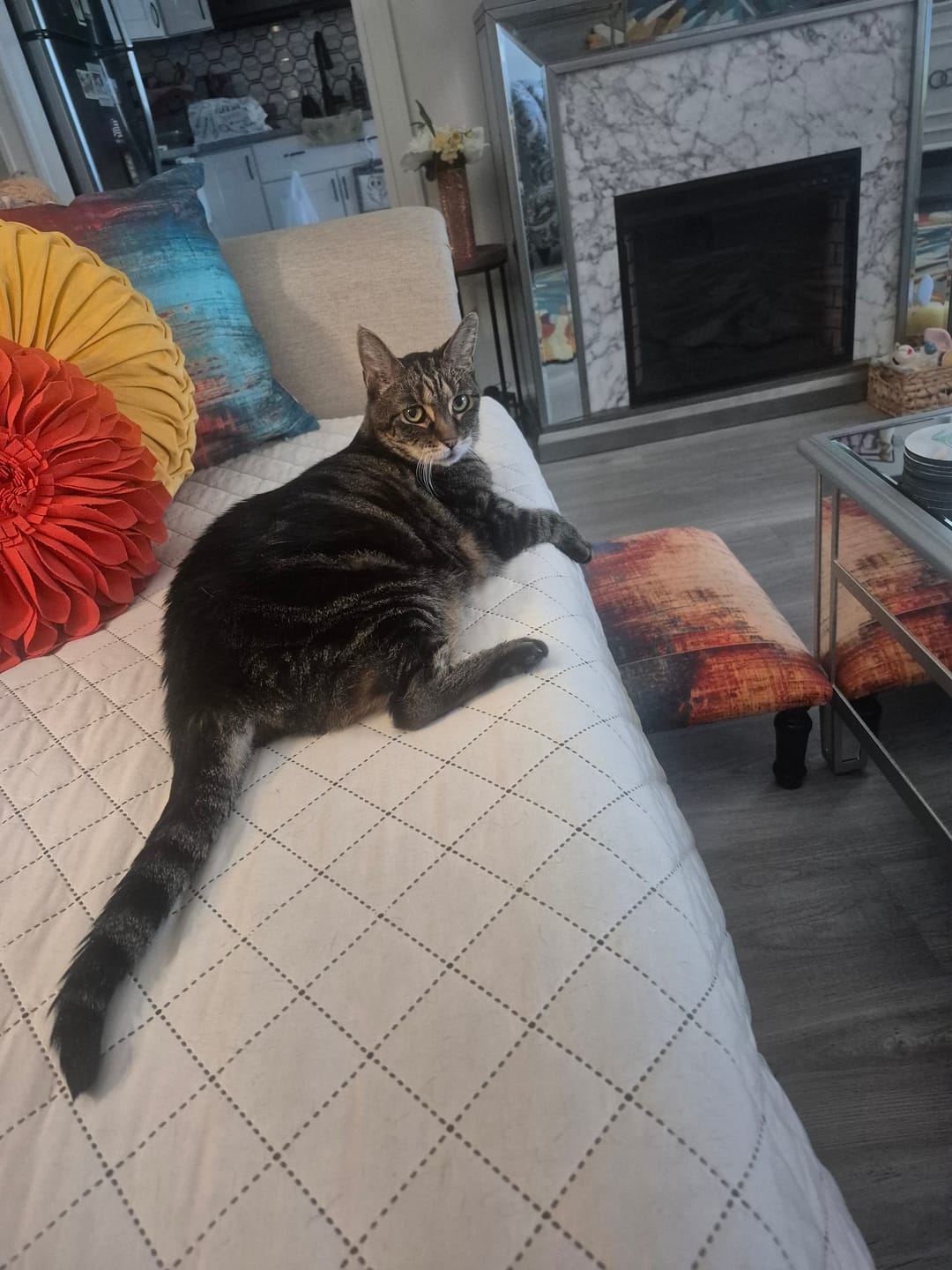 Customer photo review of Natural Hyperthyroidism Support Formula for Cats, 30-Day Supply