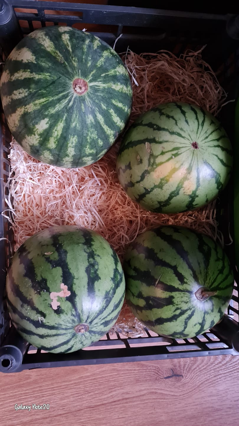 Customer photo review of Wassermelone Mini Bio Biomigliore aus Sizilien