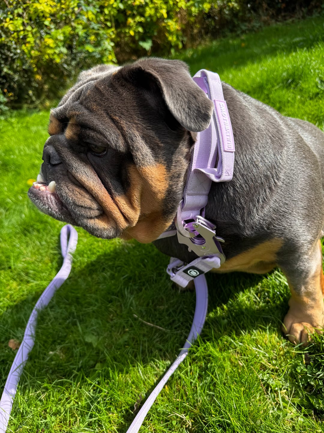Customer photo review of 1.4m Lighter Swivel Combat Lead | Anti-Tangle & Secure Clip - Lavender X Ube