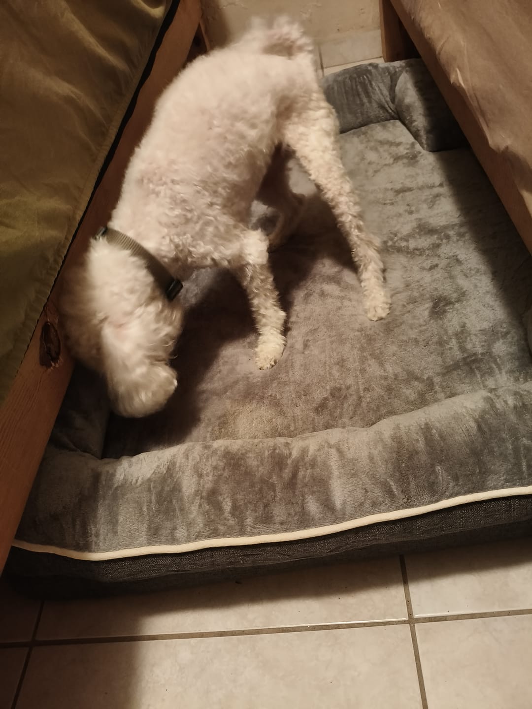 Customer photo review of Cama Ortopédica para Perros