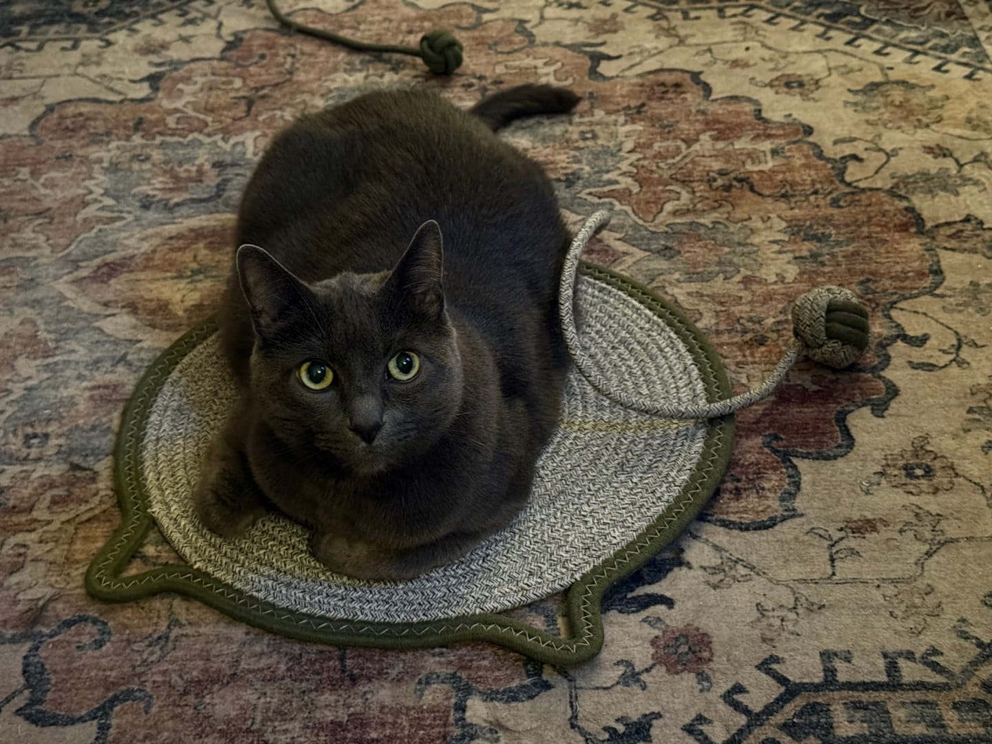 Customer photo review of Instinct Mat | The Scratching Mat Her Biology Actually Recognizes (NEW)