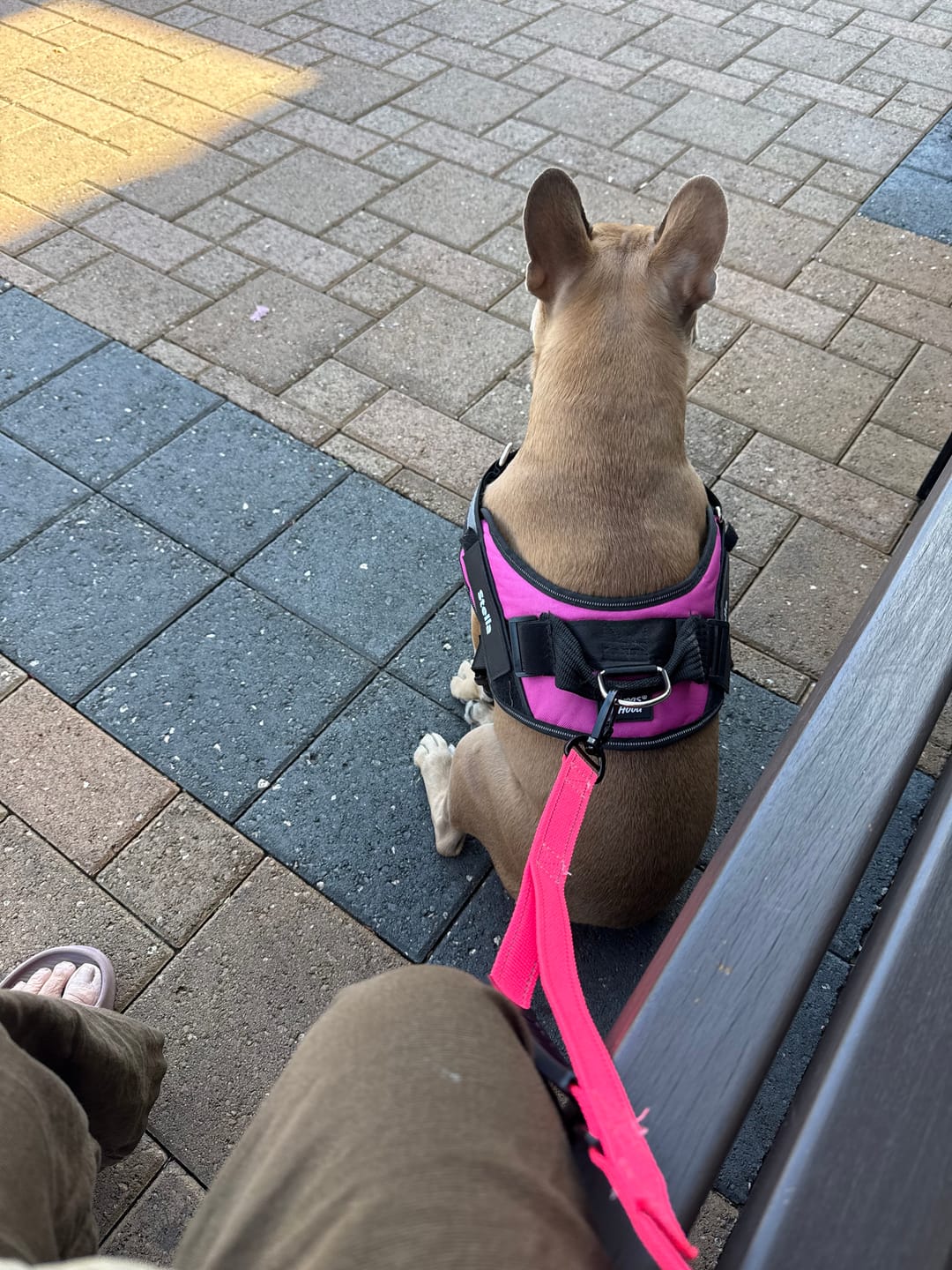 Customer photo review of Bungee Leash