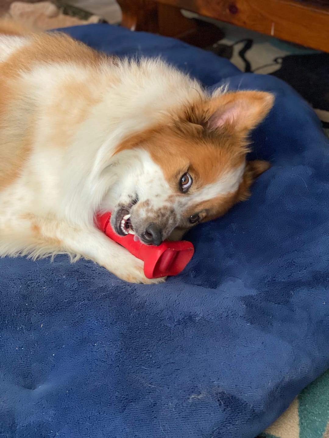 Customer photo review of 6 Inch Monster Bully Stick