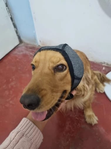 Customer photo review of Calming Dog Ear Muffs