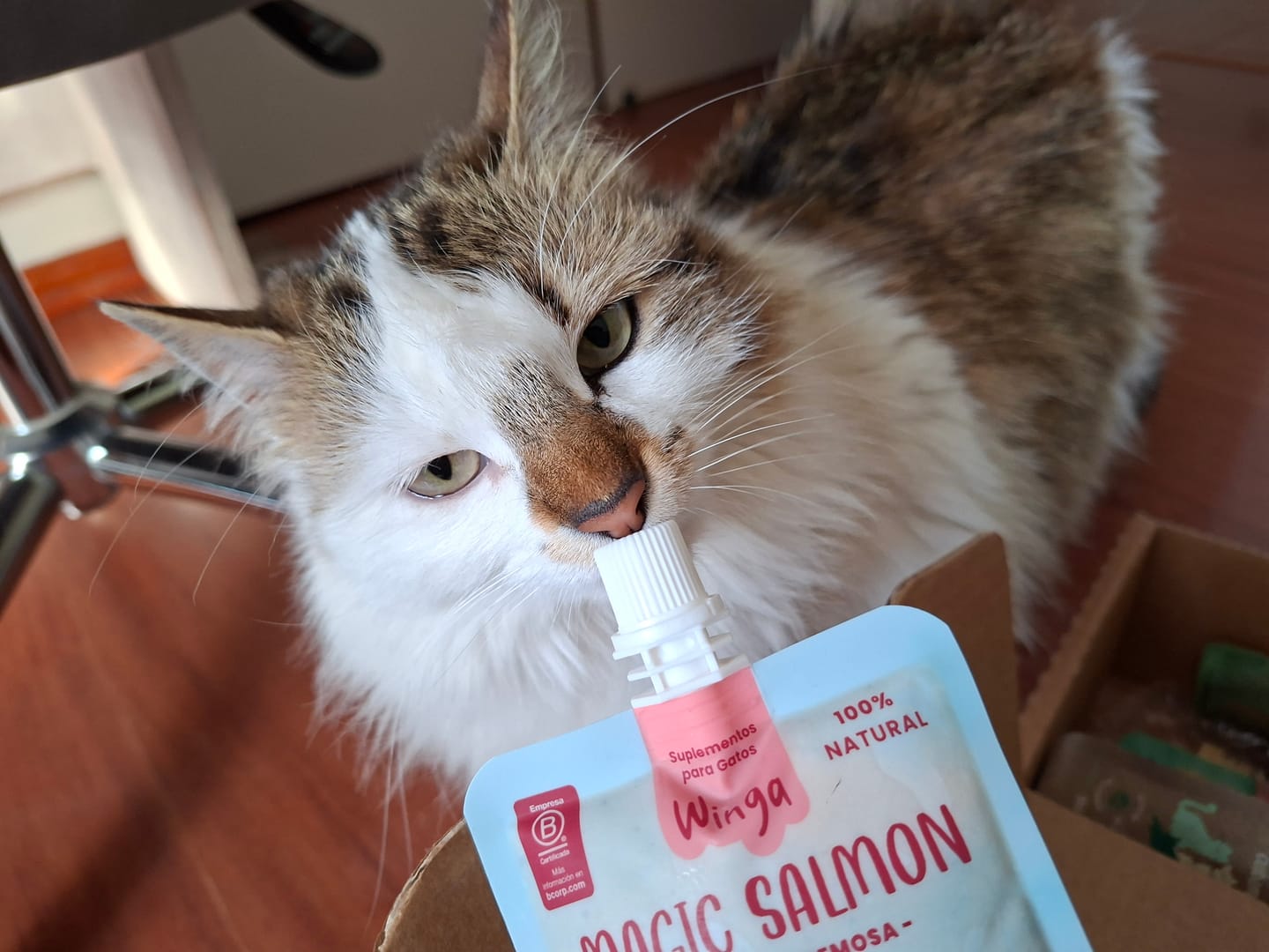 Customer photo review of Pack Winga Lovers Gatos