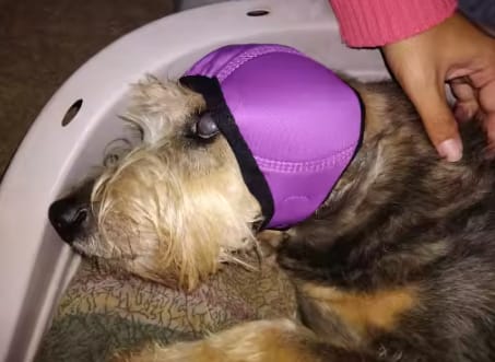 Customer photo review of Orejeras Calmantes para Perros