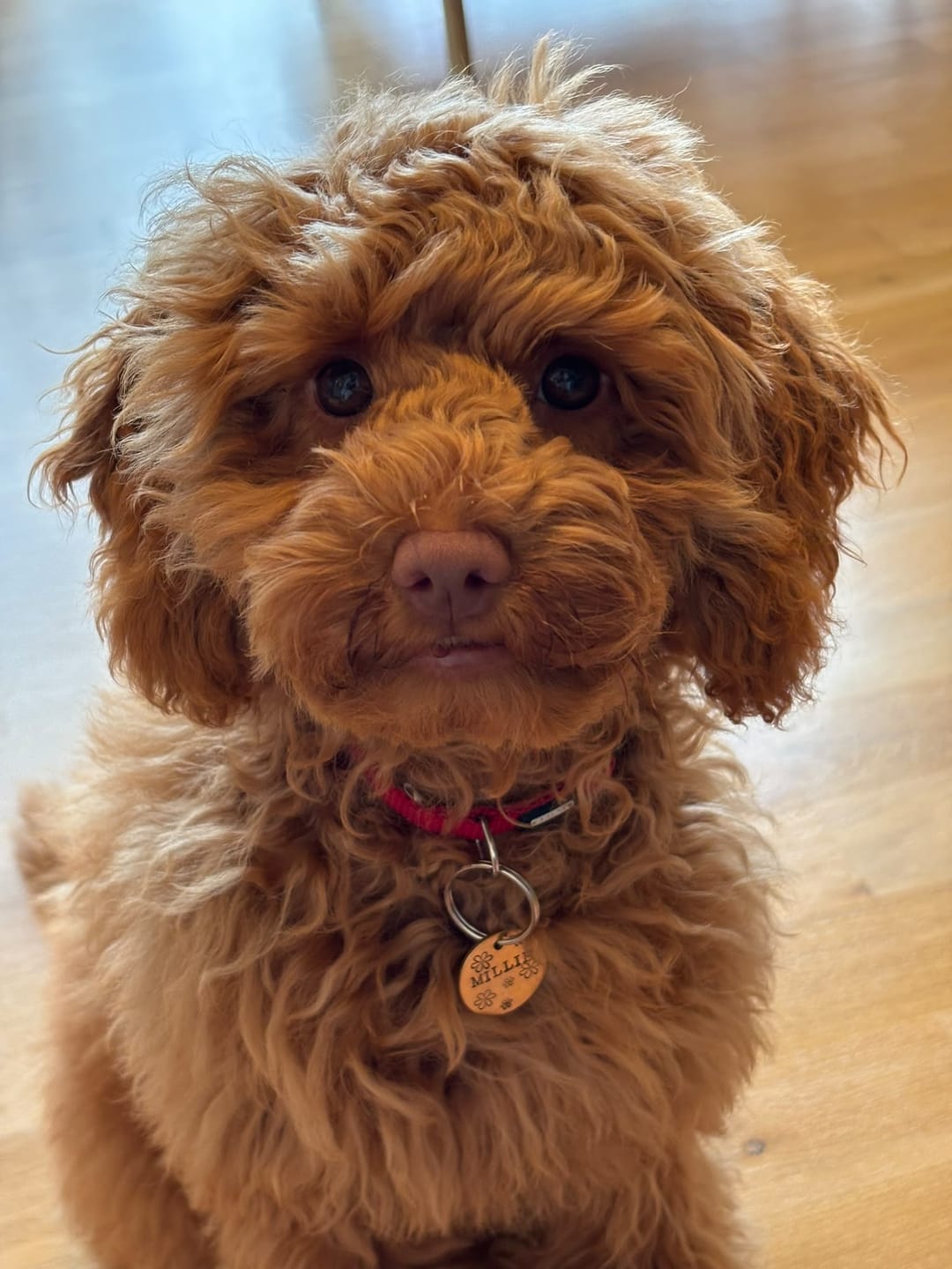 Customer photo review of Hand Stamped Pet ID Tag