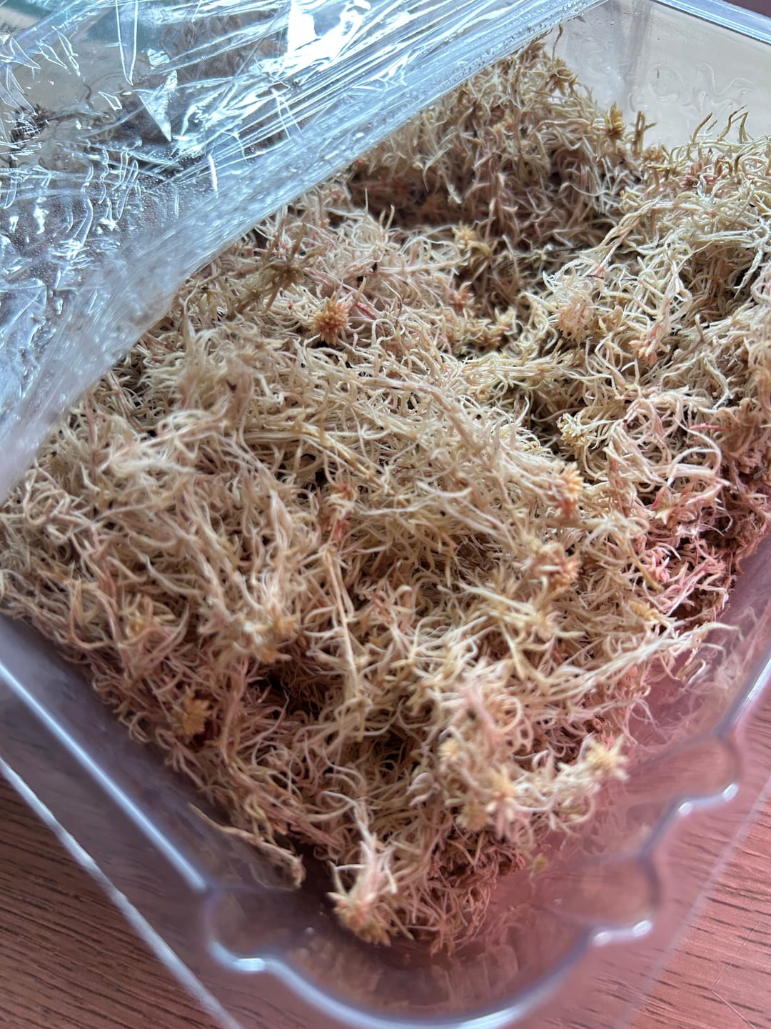 Customer photo review of Mood Moss - Revita-Moss (Dicranum)