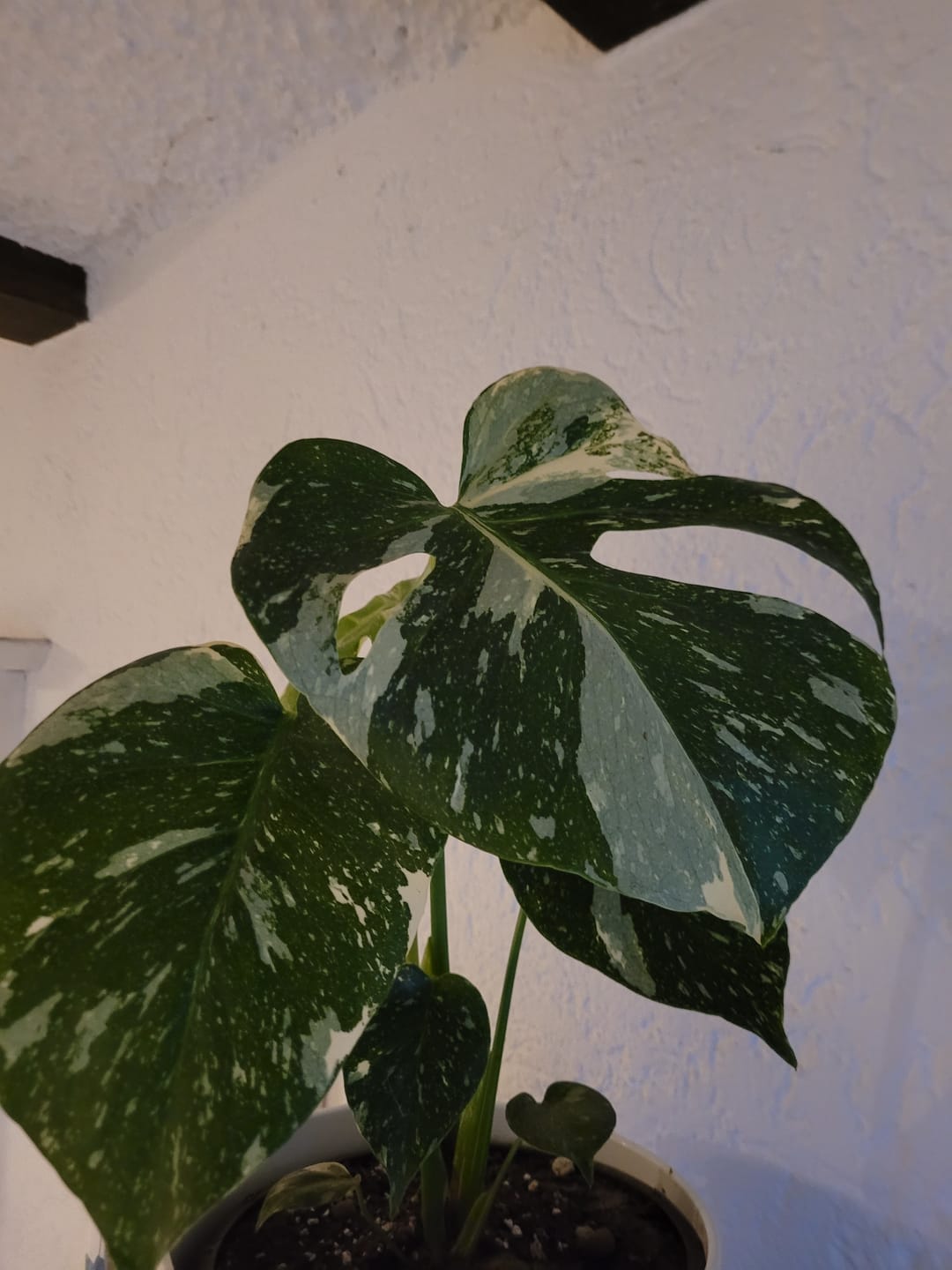 Customer photo review of MONSTERA THAI CONSTELLATION