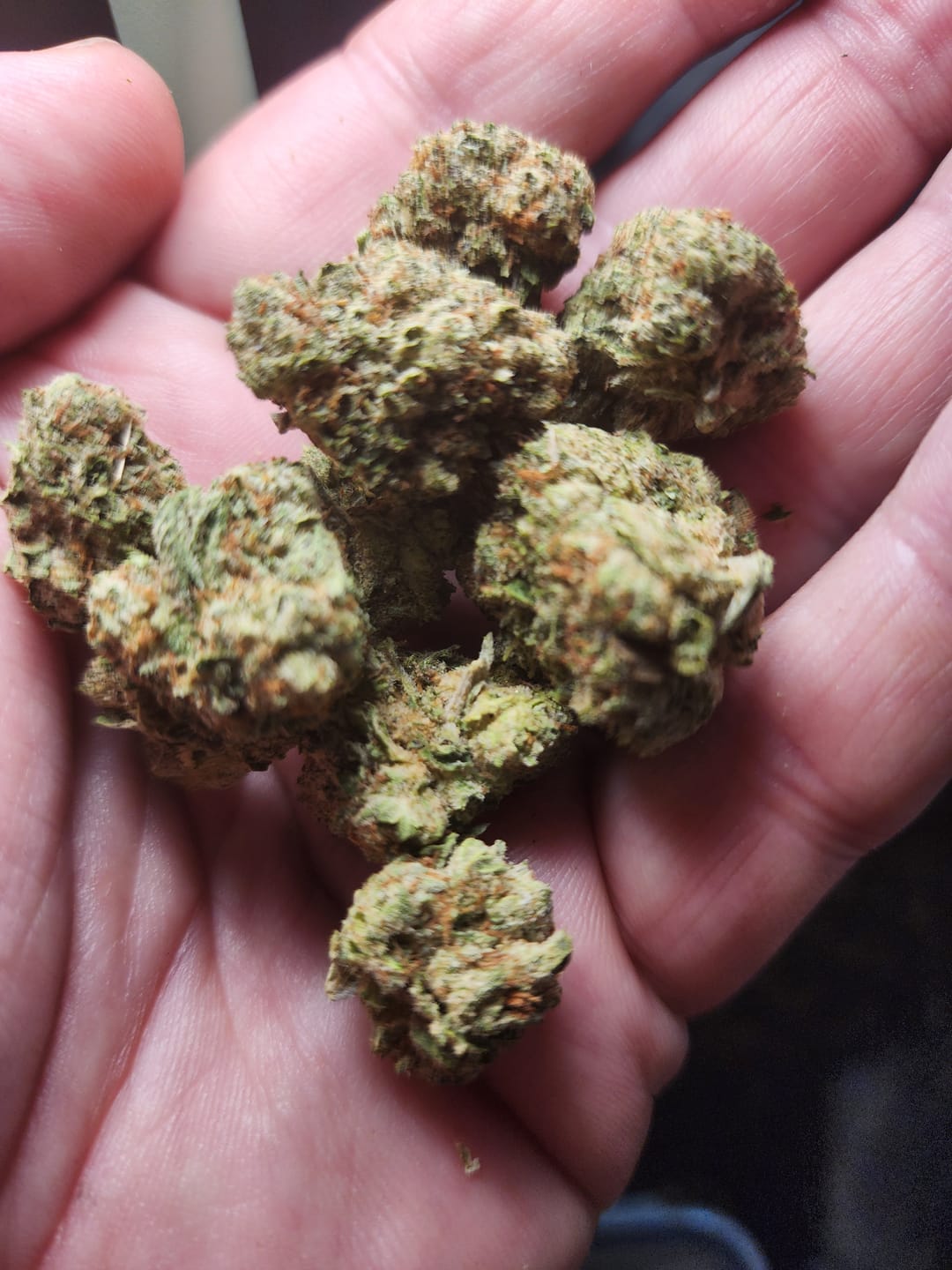 Customer photo review of Sour Tangie THCA Flower