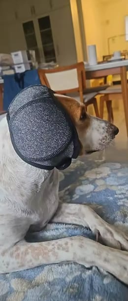 Customer photo review of Beruhigende Ohrenschützer für Hunde
