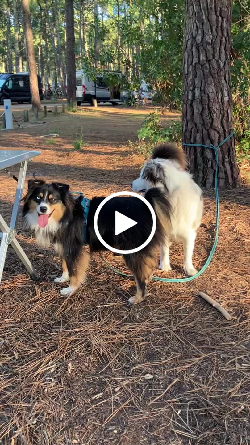Customer video review of Croquettes Energie + chien Actif pour Chien - 0. 285684 Mig