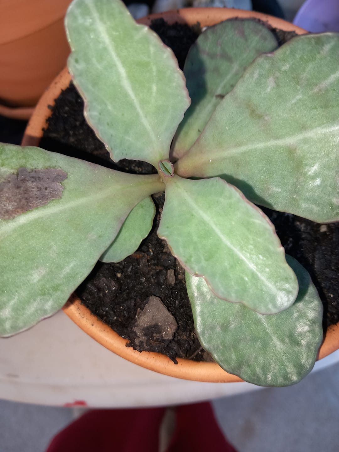Customer photo review of Kalanchoe Humilis 'Perdiz'
