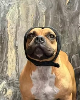 Customer photo review of Beruhigende Ohrenschützer für Hunde