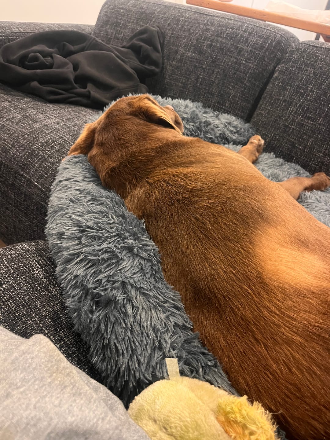 Customer photo review of Calming Couch Bed