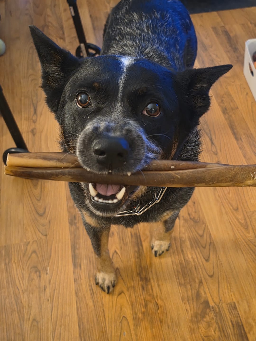 Customer photo review of Wholly Pup Gift Card