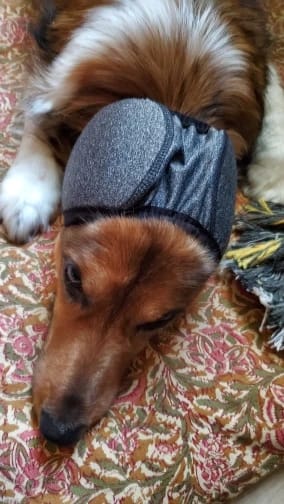 Customer photo review of Calming Dog Ear Muffs