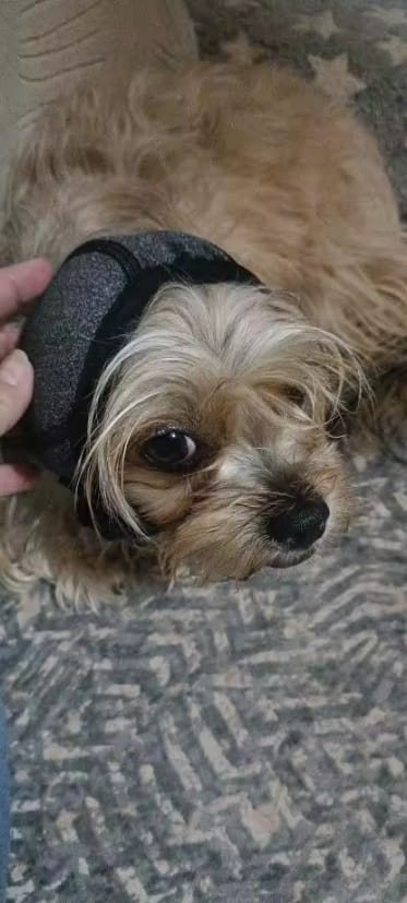 Customer photo review of Orejeras Calmantes para Perros