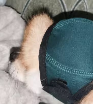 Customer photo review of Dog Anxiety Ear Cover