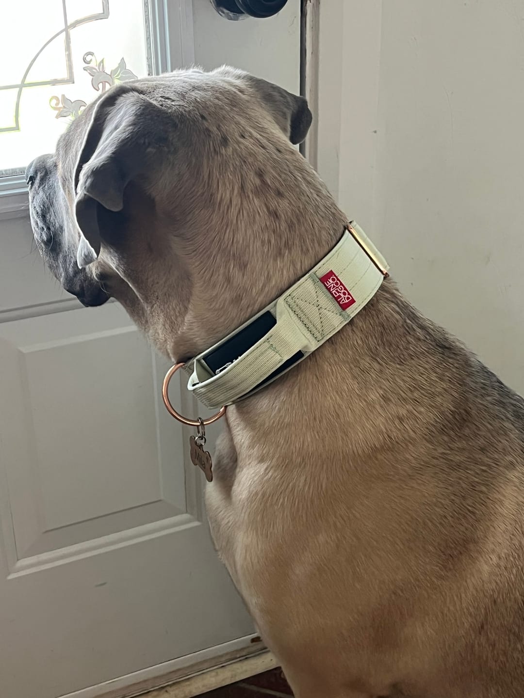 Customer photo review of 2" Tacti Luxe Dog Collar - Rose Gold - Honeydew