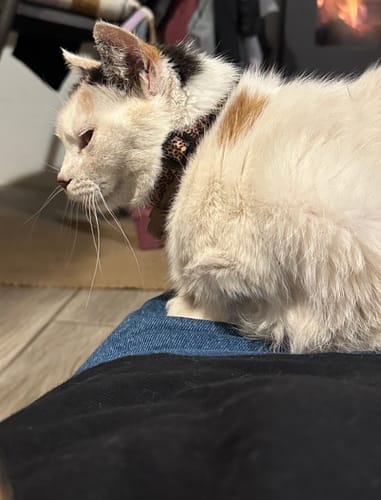 Customer photo review of Collar Leopard Gato