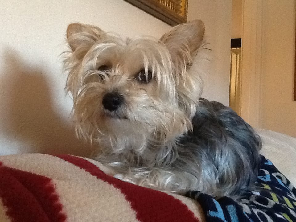 Customer photo review of Earthbones Dental Chews For Dogs