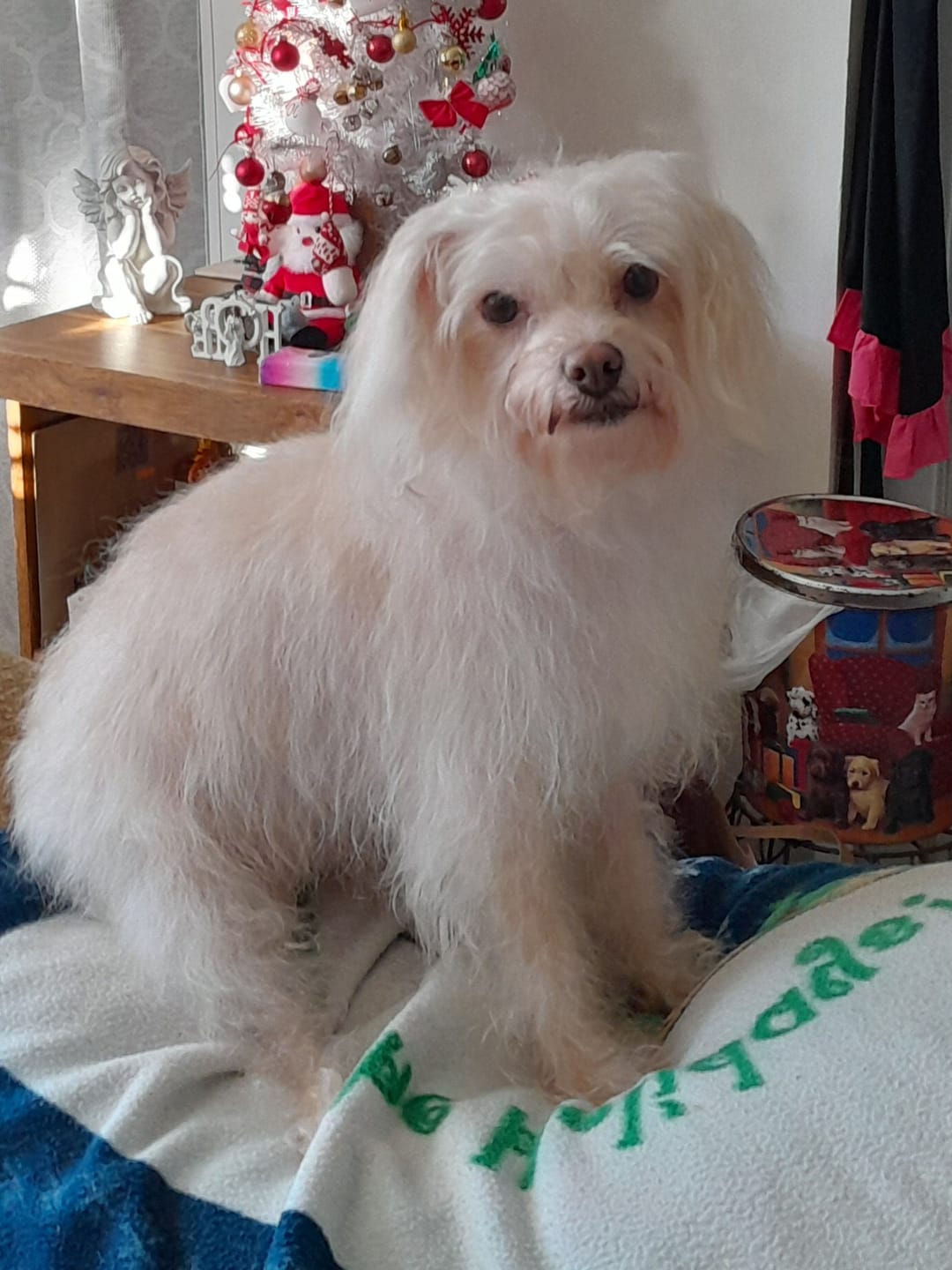 Customer photo review of GCP Flea & Tick Natural Defense for Dogs - 100 Soft Chews