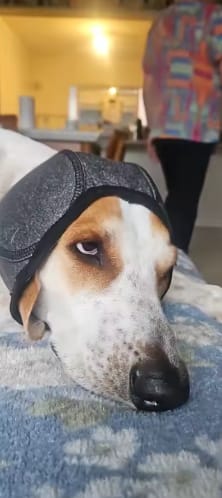 Customer photo review of Beruhigende Ohrenschützer für Hunde