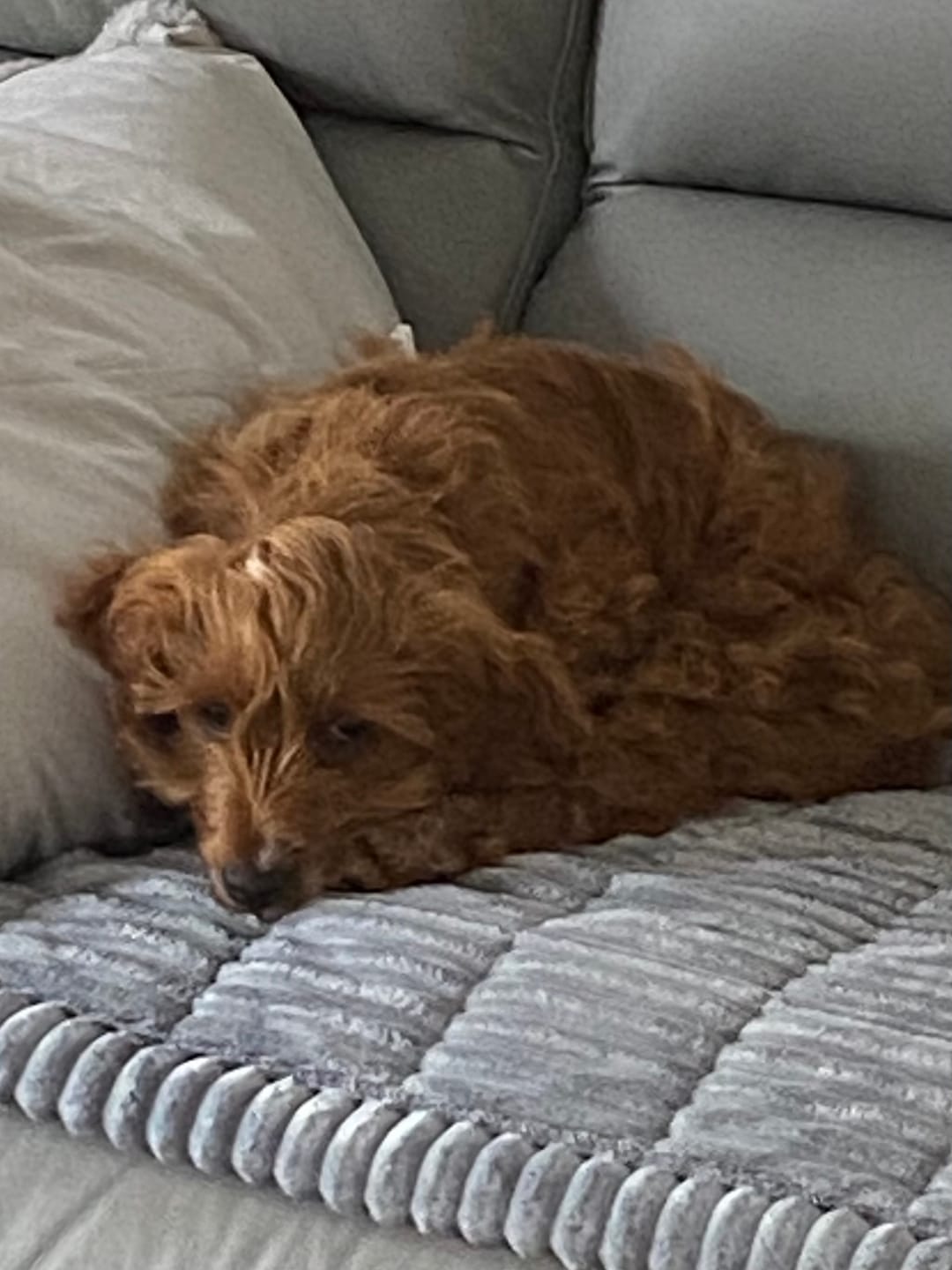 Customer photo review of Cosy Couch - Couch Cover