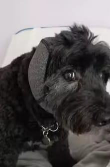 Customer photo review of Beruhigende Ohrenschützer für Hunde