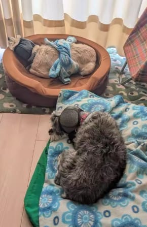Customer photo review of Beruhigende Ohrenschützer für Hunde