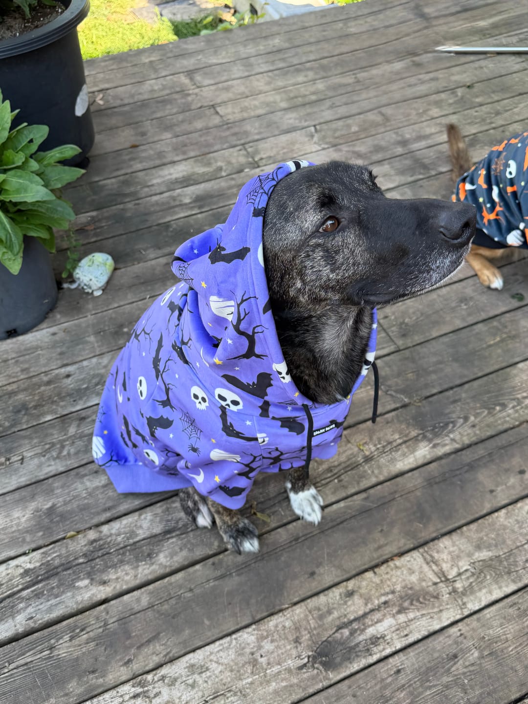 Customer photo review of Halloween Dog Hoodie - Black