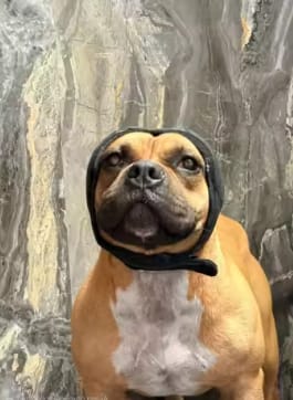 Customer photo review of Dog Anxiety Ear Cover