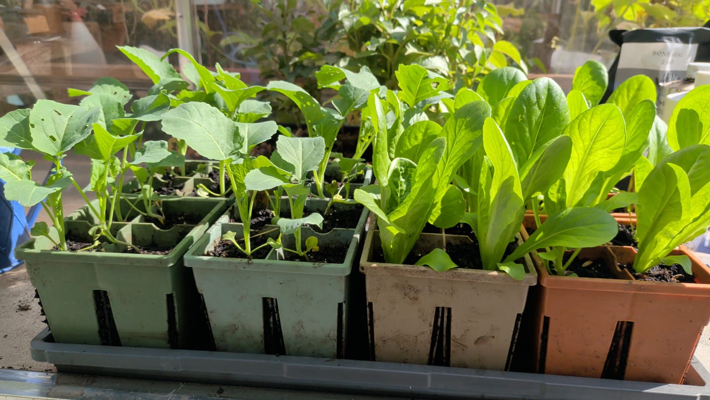 Customer photo review of Indoor Seed Starting Kit