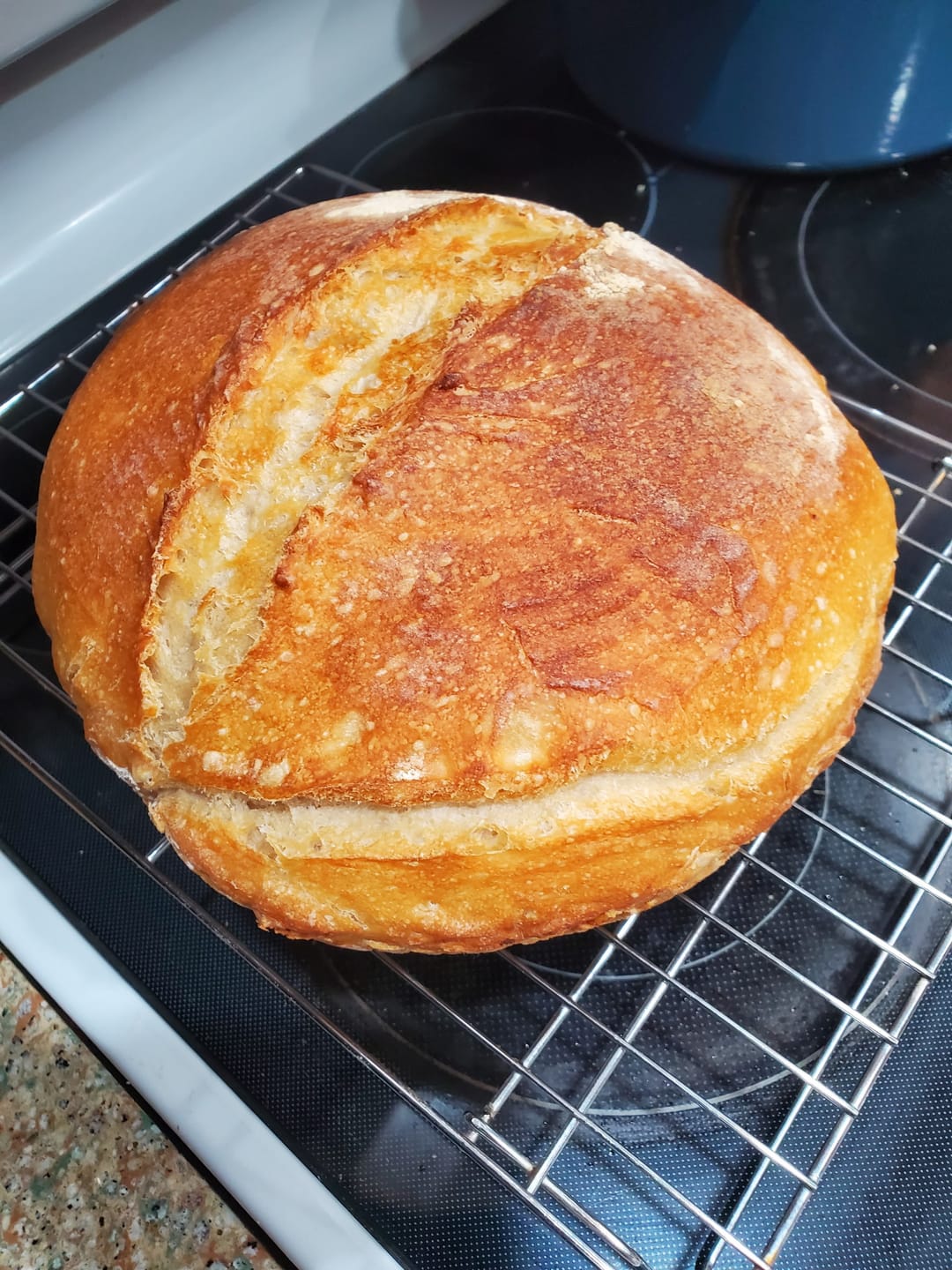 Customer photo review of Dehydrated Sourdough Starter Kit