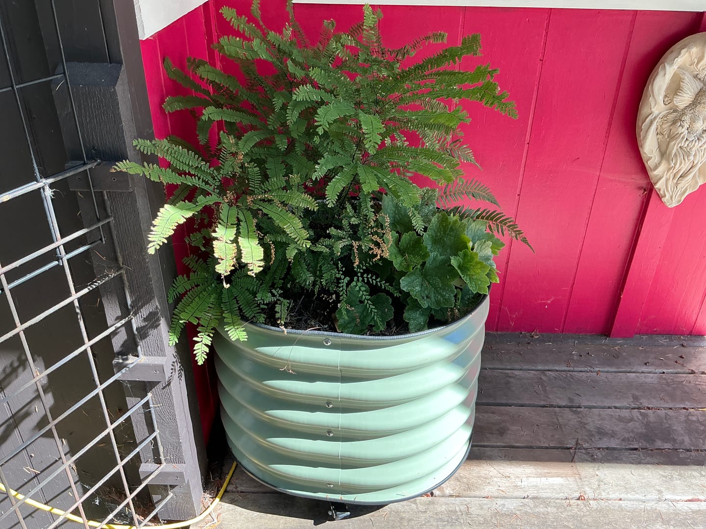 Customer photo review of 17" Tall Rolling Planter