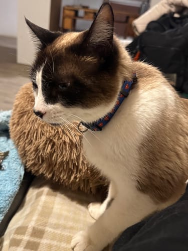 Customer photo review of Collar de Superman Gato