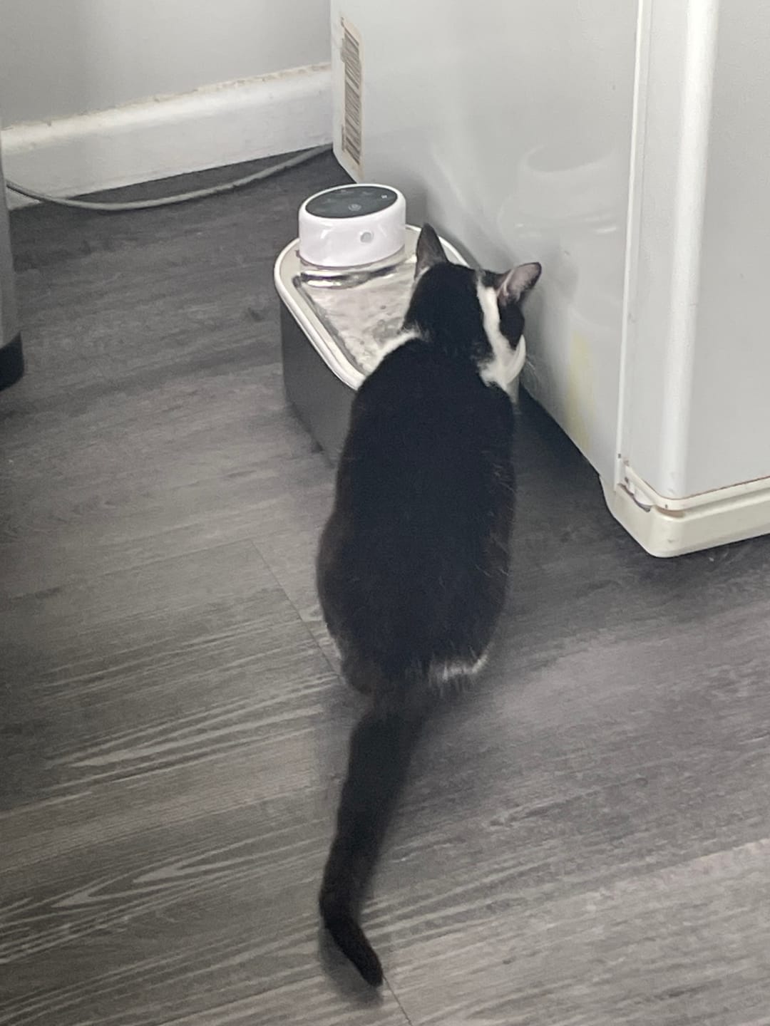 Customer photo review of Petbuds Flow Pet Drinking Fountain Filter