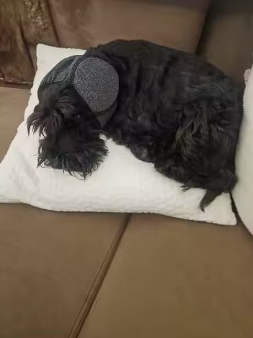 Customer photo review of Beruhigende Ohrenschützer für Hunde