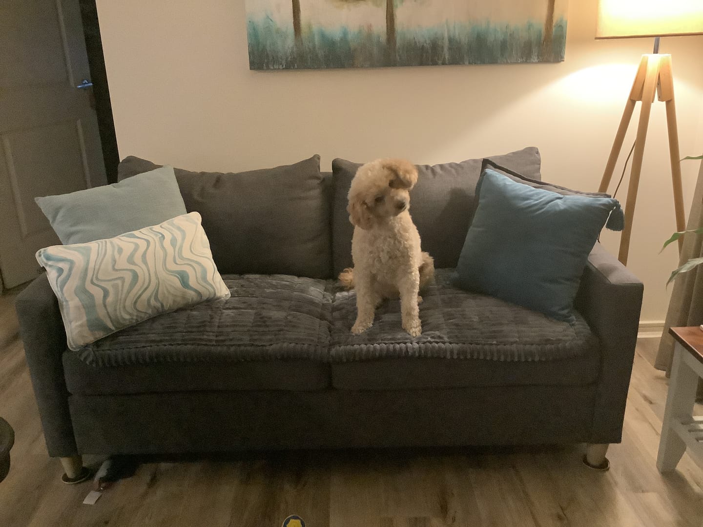Customer photo review of Cosy Couch - Couch Cover