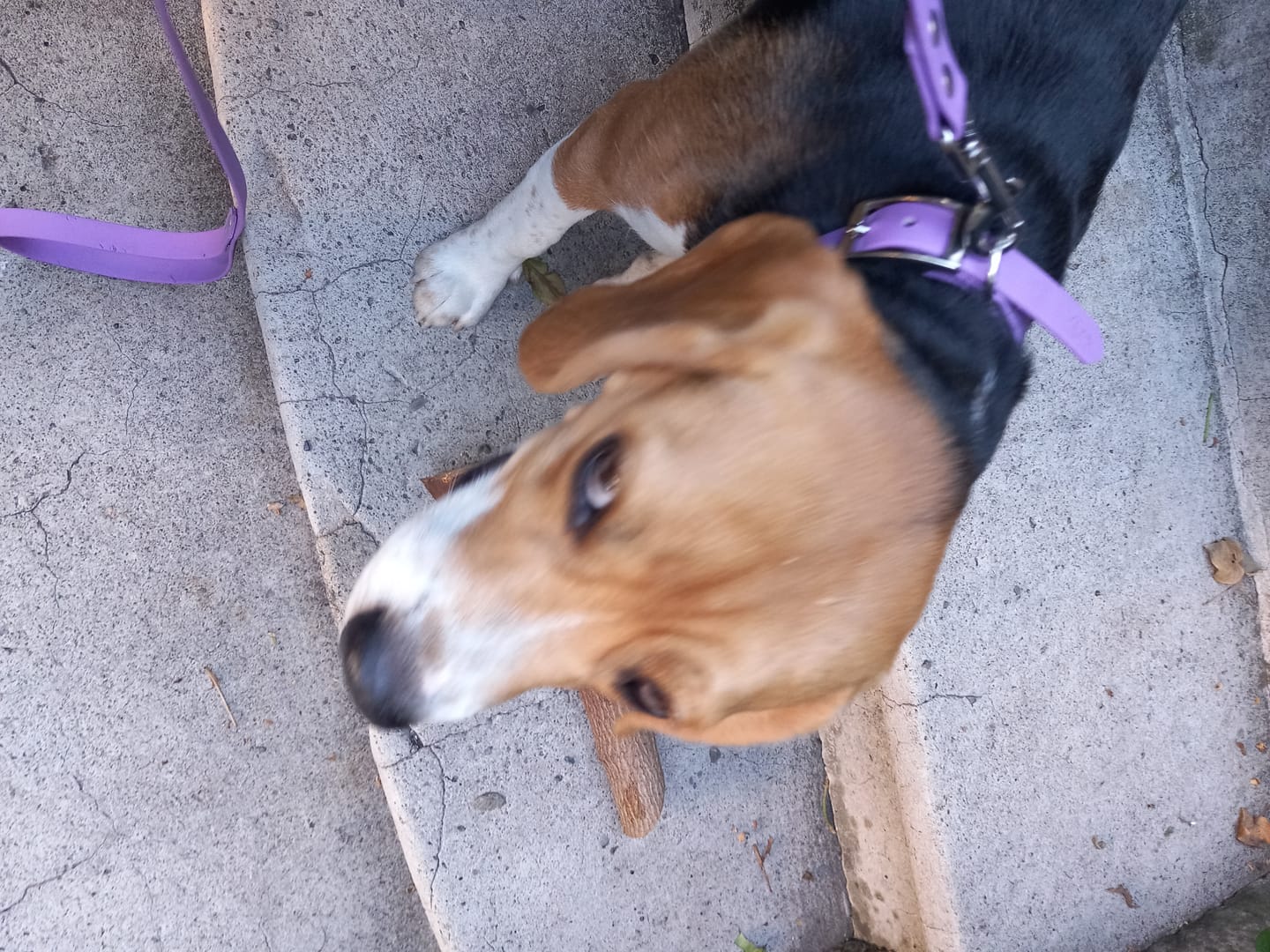 Customer photo review of Collier Chien Personnalisé gravé en Biothane®