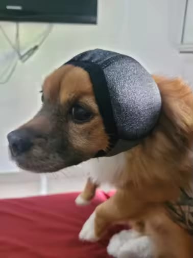 Customer photo review of Beruhigende Ohrenschützer für Hunde