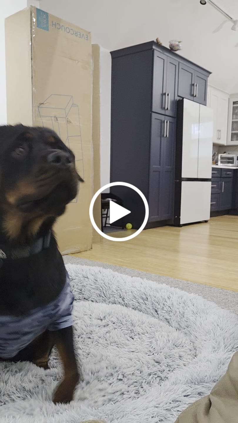 Customer video review of WUNDERball - Best Fetch Toy